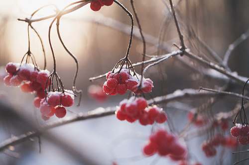 winter selective focus photo of red fruits fruit