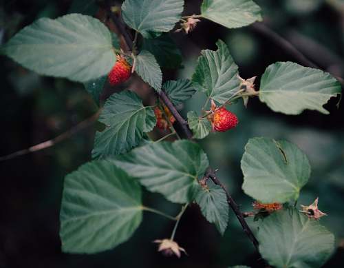 food strawberries in tree fruit
