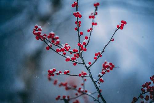blossom tilt-shift photography of red flowers cherry blossom