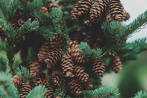flora tilt-shit lens photography of pine cones conifer