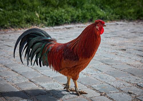 reddish brown and black rooster