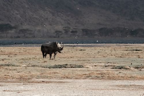 rhinoceros tanding on open field