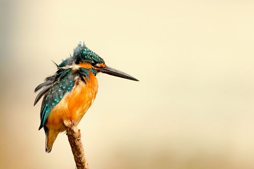 rule of thirds photography of orange and blue bird