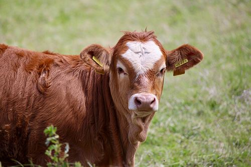 selective focus photo of brown cow