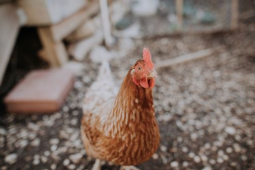 selective focus photo of brown rooster