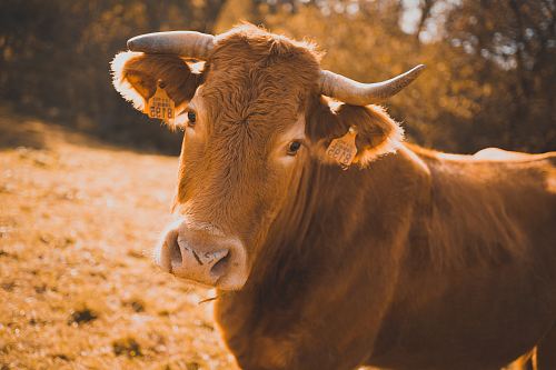 selective focus photo of cattle