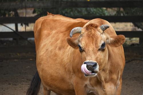 selective focus photography of brown cattle