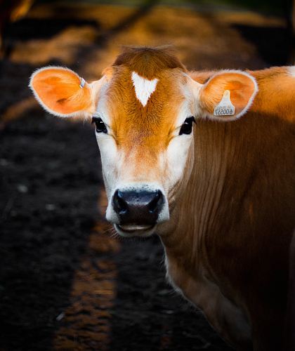 selective focus photography of brown cow