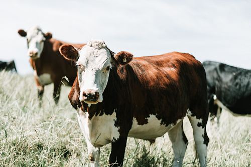 selective focus photography of cow