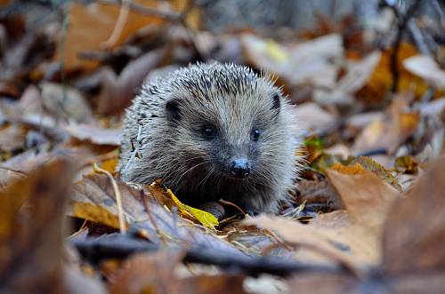 selective focus photography of hedgehog on ground
