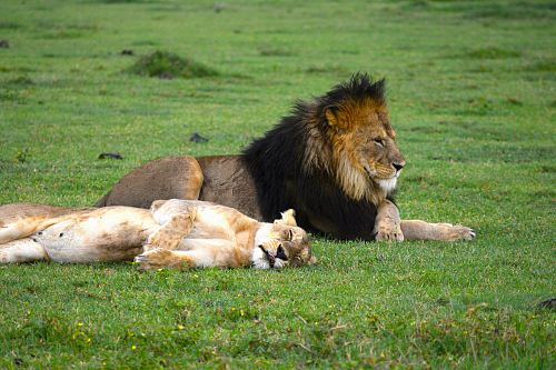 selective focus photography of lion and lioness during daytime