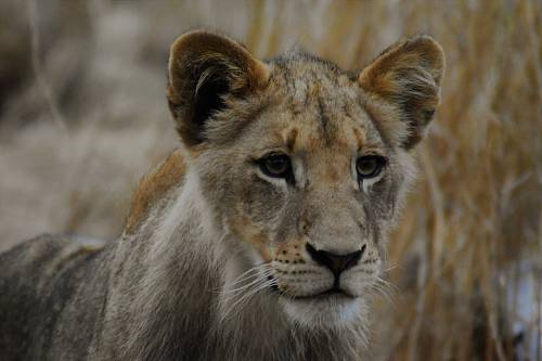 selective focus photography of lion