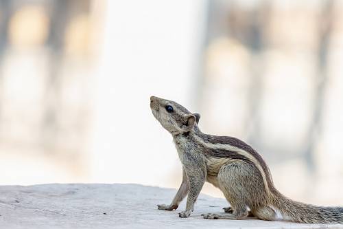 selective focus photography of squirrel