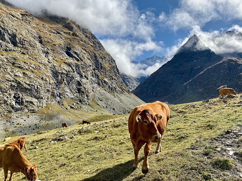 several brown cows in the mountain