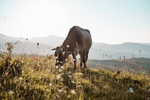 shallow focus photo of brown cow