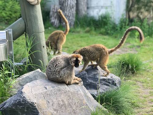shallow focus photo of brown monkey