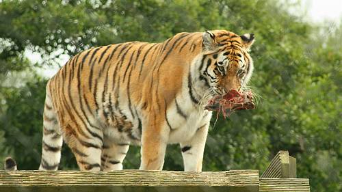 shallow focus photo of brown tiger