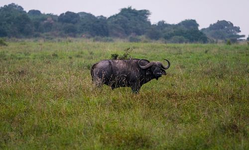 shallow focus photo of water buffalo on grass field