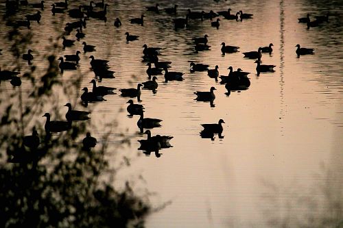 silhouette photography of clock of duck on body of water