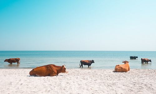 six brown cows