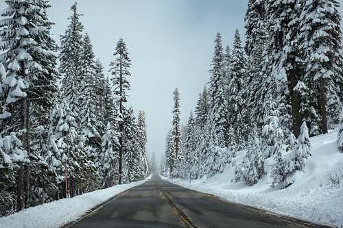 tree road surrounded by pine trees with white snow during daytime trees