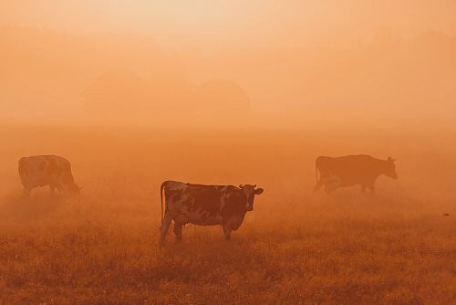 three black and white cattle