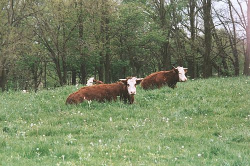 three brown cows surrounded by trees