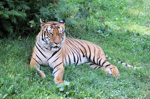 tiger near fern