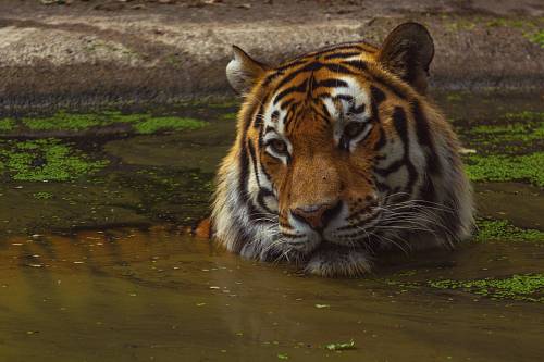 tiger photograph