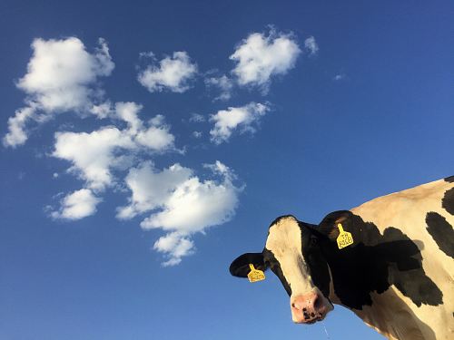 time lapse photography of cattle cow under clouds