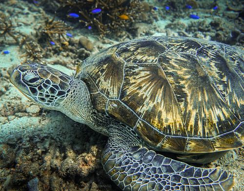 tortoise underwater