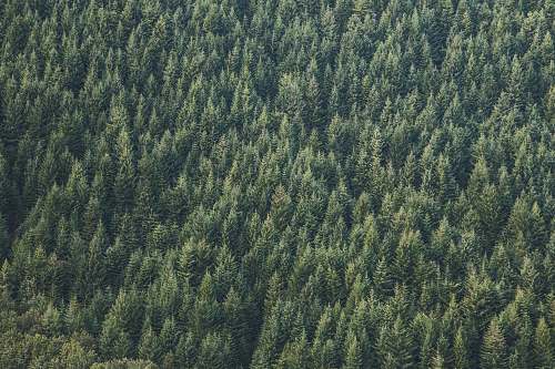 nature aerial photo of forest forest
