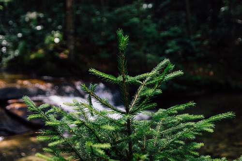 plant focus photography of green pine tree flora