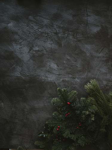 plant green leaf fir