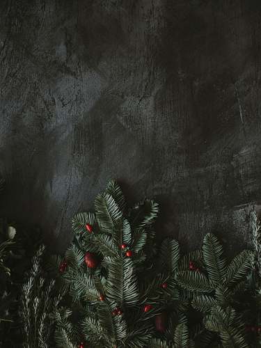 plant green leaf tree conifer