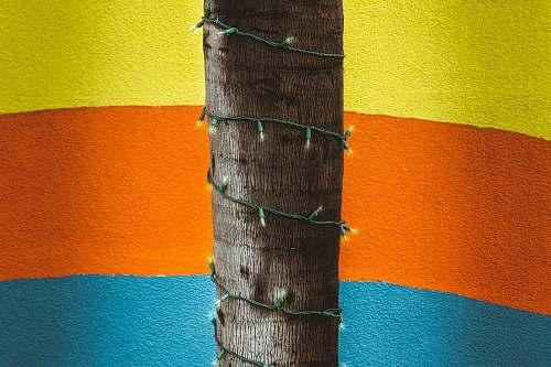 lights green string light wrap on brown tree orange