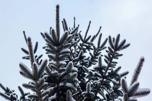 winter low-angle photography of green leaf tree fir