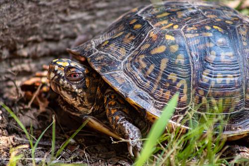 turtle walking on ground