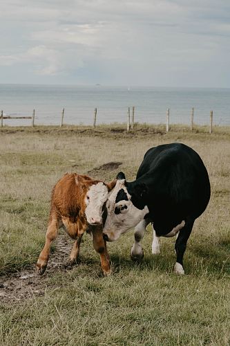 two black and brown cows