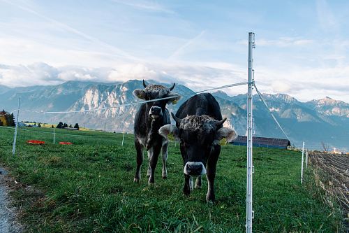 two black and white cattle on green field viewing mountain under white and blue sky during daytime