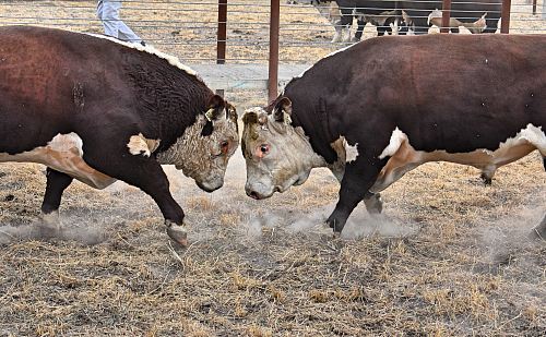 two brown and white cattle fighting in brown field