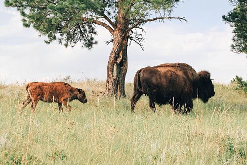 two brown animals on green grass field