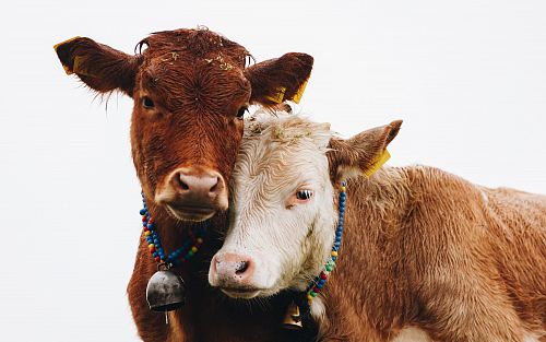 two brown cattles