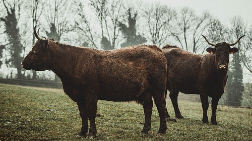 two brown oxen