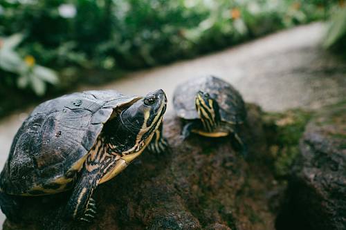 two brown turtle
