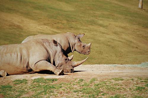 two gray rhinos lying on ground