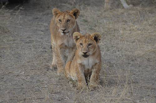 two lion cubs