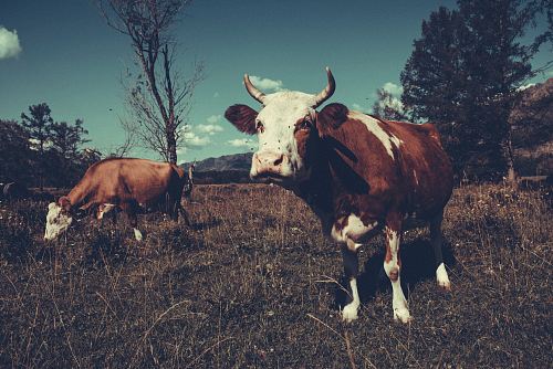 two white-and-brown cattles on green grass field during daytime