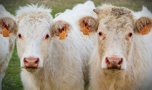 two white cows during daytime