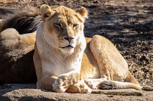 view of lioness